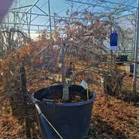 Acer pal. dis. Paucum - image 2