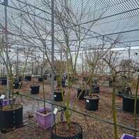 Acer pal. dis. Seiryu - image 3