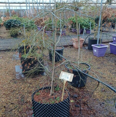 Acer pal. dissectum - image 2