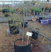 Acer pal. dissectum - image 2