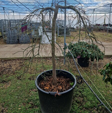 Acer pal. dissectum  Order online @ Tendercare