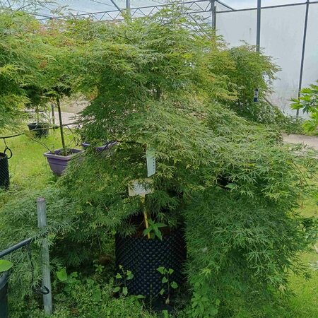 Acer pal. dissectum - image 1