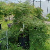 Acer pal. dissectum