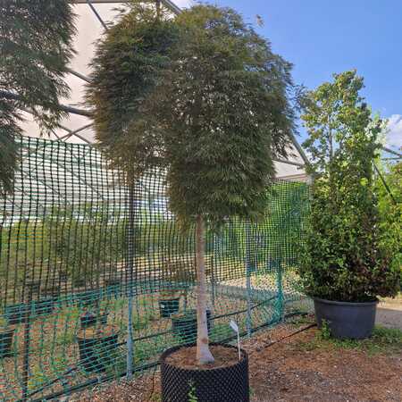 Acer Dragons Fire | Order online @ Tendercare