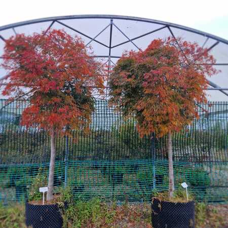 Acer pal. Dragons Fire - image 3