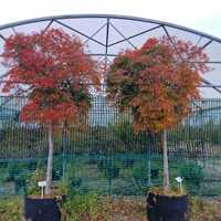 Acer pal. Dragons Fire - image 3