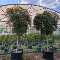 Acer Dragons Fire | Order online @ Tendercare