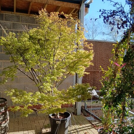 Acer pal. Fior d Arancio