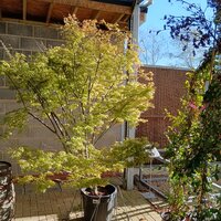 Acer pal. Fior d Arancio