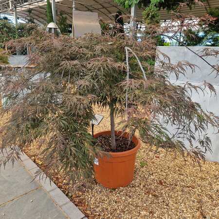 Acer pal. Inaba Shidare