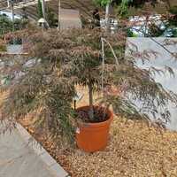 Acer pal. Inaba Shidare