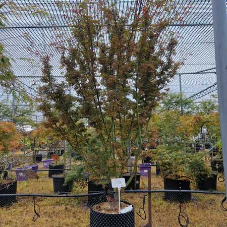 Acer pal. Jerre Schwartz