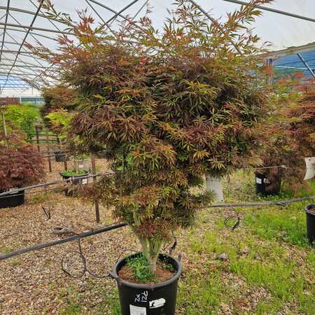 Acer pal. Jerre Schwartz