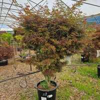 Acer pal. Jerre Schwartz