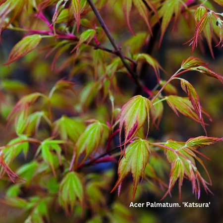 Acer pal. Katsura