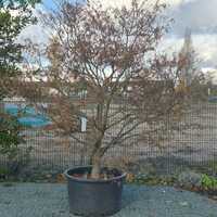 Acer pal. Linearilobum - image 3