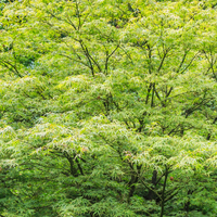 Acer pal. Linearilobum | Order online @ Tendercare