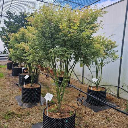 Acer pal. Metamorphosa