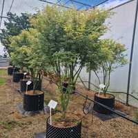 Acer pal. Metamorphosa