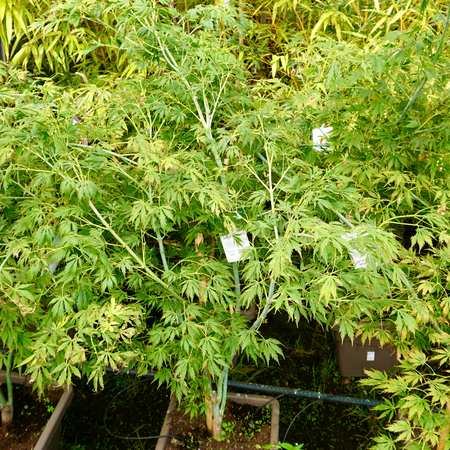 Acer pal. Omurayama