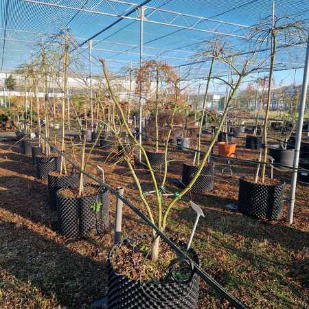 Acer pal. Omurayama - image 1