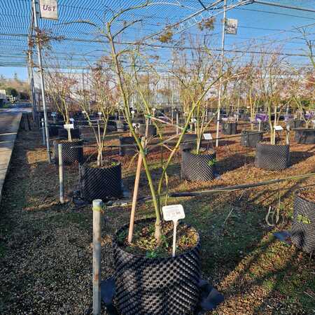 Acer pal. Omurayama - image 2