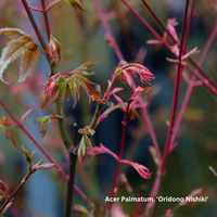 Acer pal. Oridono Nishiki