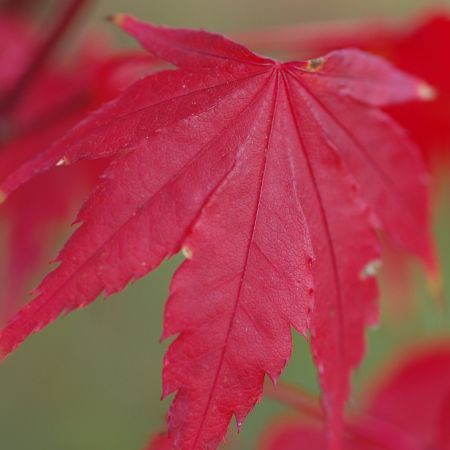 Acer pal. Oridono Nishiki