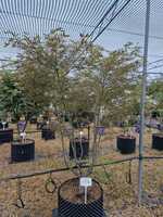 Acer pal. Red Pygmy - image 2