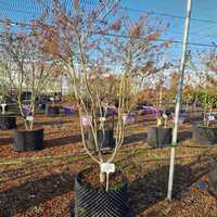 Acer pal. Red Pygmy - image 2