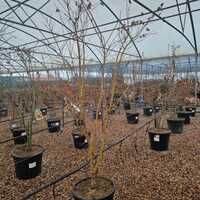 Acer pal. Sango-Kaku - image 2