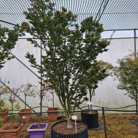 Acer pal. Shishi-gashira