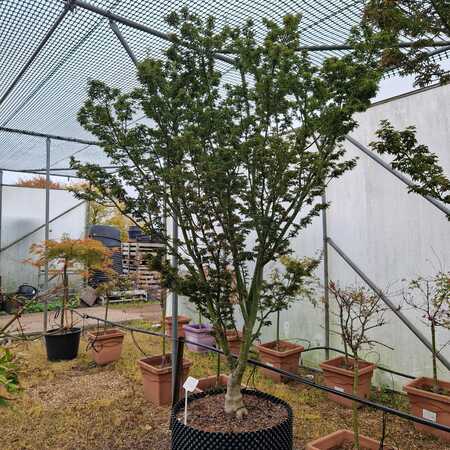 Acer pal. Shishi-gashira