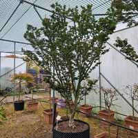 Acer pal. Shishi-gashira