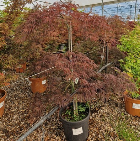 Acer pal. Stella Rossa