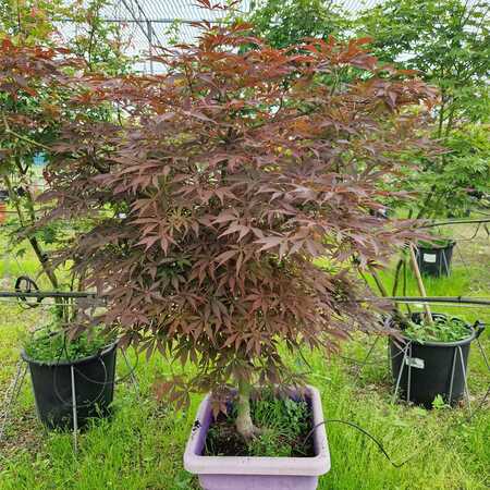 Acer Sumi nagashi | Order online @ Tendercare