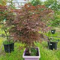 Acer Sumi nagashi | Order online @ Tendercare