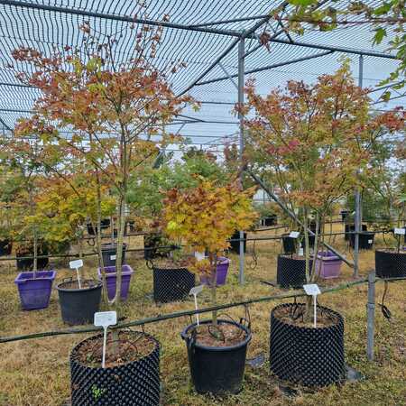 Acer pal. Summer Gold - image 2
