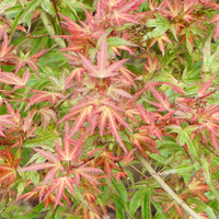 Acer pal. Wilson's Pink Dwarf - image 3