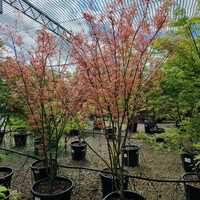 Acer pal. Wilson's Pink Dwarf - image 1