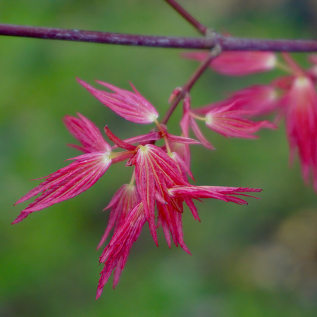 Acer pal. Wilson's Pink Dwarf - image 2