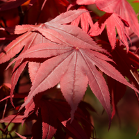 Acer palmatum  Order online @ Tendercare