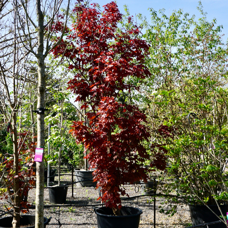 Acer pla. Crimson Sentry