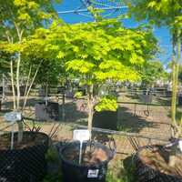 Acer shirasawanum Aureum - image 1