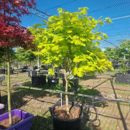 Acer shirasawanum Aureum - image 2