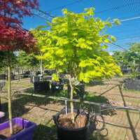 Acer shirasawanum Aureum - image 2