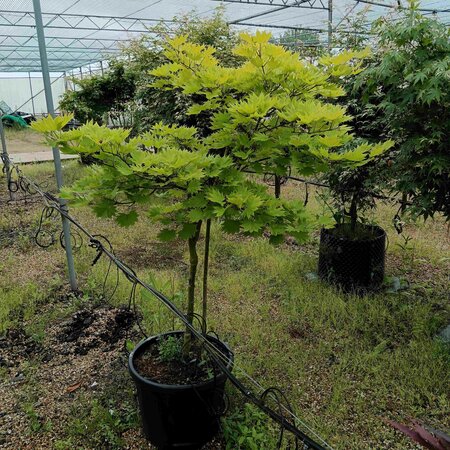 Acer shirasawanum Aureum