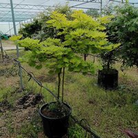 Acer shirasawanum Aureum