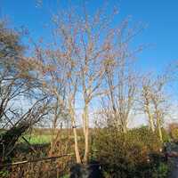 Acer tataricum subsp. ginnala
