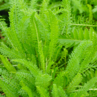 Achillea mil. Cerise Queen